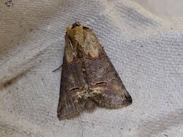 Attēlu rezultāti vaicājumam “Abrostola triplasia”