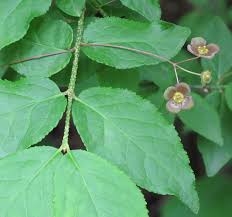 Attēlu rezultāti vaicājumam “Euonymus verrucosus”