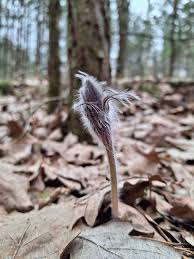 Attēlu rezultāti vaicājumam “Pulsatilla patens bud”