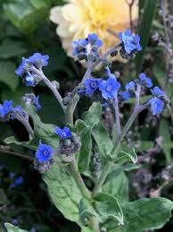 Attēlu rezultāti vaicājumam “Anchusa arvensis flower”