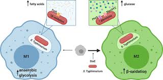 Attēlu rezultāti vaicājumam “Enteridium variabile macro”
