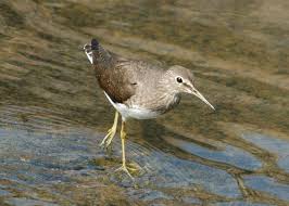 Attēlu rezultāti vaicājumam “Tringa ochropus”