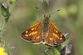 Attēlu rezultāti vaicājumam “Ochlodes sylvanus underside”