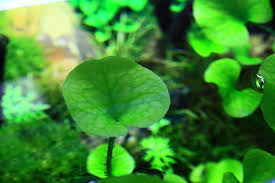 「香菇草」的圖片搜尋結果