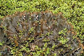 Attēlu rezultāti vaicājumam “Peltigera extenuata”