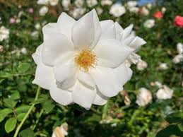 「アイスバーグ」の画像検索結果