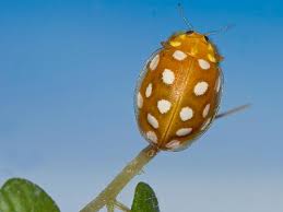 Attēlu rezultāti vaicājumam “Halyzia sedecimguttata”