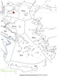 Attēlu rezultāti vaicājumam “Isopaches bicrenatus”