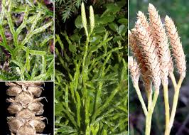 Attēlu rezultāti vaicājumam “Diphasium complanatum”