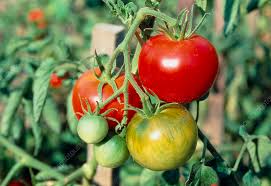 Attēlu rezultāti vaicājumam “Lycopersicon esculentum”