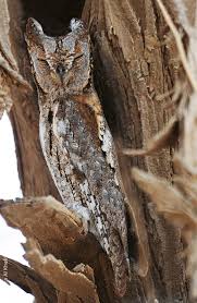 Image result for Otus scops