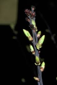 Attēlu rezultāti vaicājumam “Myrica gale bud”
