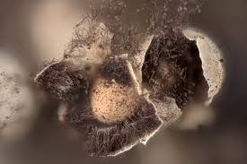 Attēlu rezultāti vaicājumam “Diderma subviridifuscum var. macrospora* macro”