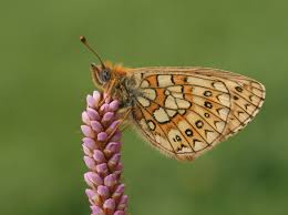 Attēlu rezultāti vaicājumam “Boloria eunomia underside”