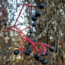 Attēlu rezultāti vaicājumam “Caragana arborescens fruit”