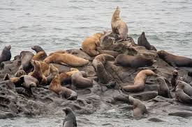 Image result for Zalophus californianus