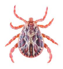 Attēlu rezultāti vaicājumam “Ixodes male”