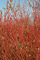Attēlu rezultāti vaicājumam “Cornus sericea”