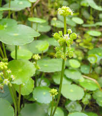 「銅錢草」的圖片搜尋結果