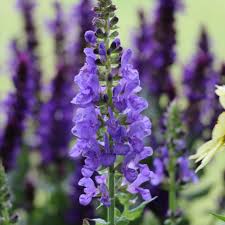 Attēlu rezultāti vaicājumam “Salvia nemorosa flower”