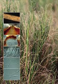 Attēlu rezultāti vaicājumam “Licea chelonoides spores”