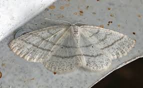 Attēlu rezultāti vaicājumam “Cabera pusaria male”