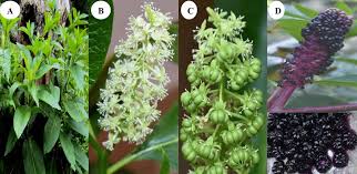 Attēlu rezultāti vaicājumam “Phytolacca acinosa leaf”