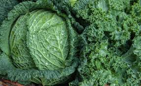 Image result for Grünkohl