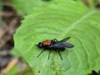 Attēlu rezultāti vaicājumam “Clitellaria ephippium”