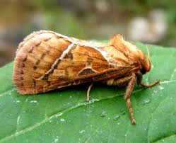 Attēlu rezultāti vaicājumam “Hepialus sylvina female”