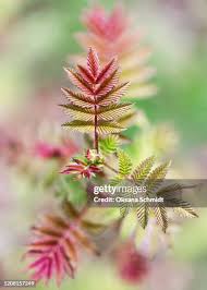 Attēlu rezultāti vaicājumam “Rhus typhina leaf”