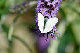 Attēlu rezultāti vaicājumam “Pieris brassicae male”