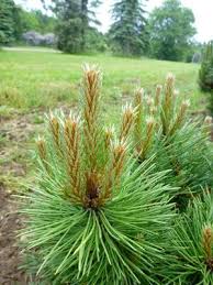 Attēlu rezultāti vaicājumam “Pinus nigra fruit”