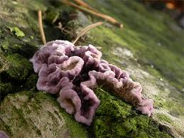 Attēlu rezultāti vaicājumam “Chondrostereum purpureum”