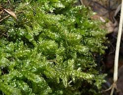 Attēlu rezultāti vaicājumam “Neckera crispa”