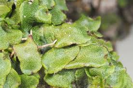 Attēlu rezultāti vaicājumam “Preissia quadrata”