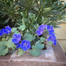 Image result for Phacelia