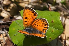 Attēlu rezultāti vaicājumam “Lycaena alciphron”