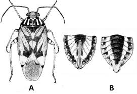 Attēlu rezultāti vaicājumam “Lygus pratensis nymph”