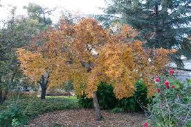 Attēlu rezultāti vaicājumam “Mespilus germanica”