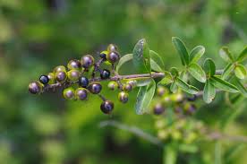 Attēlu rezultāti vaicājumam “Ligustrum vulgare”