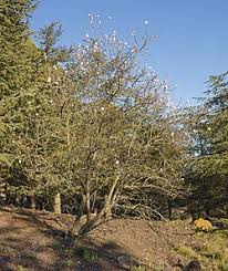 Attēlu rezultāti vaicājumam “Prunus domestica subsp. insitita fruit”