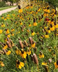 Image result for Ratibida columnifera