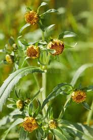 Attēlu rezultāti vaicājumam “Bidens tripartita flower”