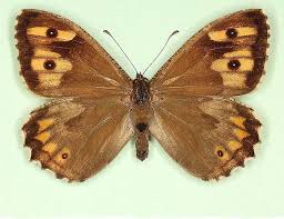 Attēlu rezultāti vaicājumam “Hipparchia semele”