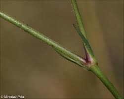 Attēlu rezultāti vaicājumam “Gypsophila fastigiata leaf”