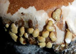 Attēlu rezultāti vaicājumam “Hypocrea pulvinata”