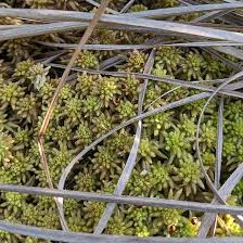 Attēlu rezultāti vaicājumam “Sphagnum sporophyte”