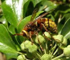 Attēlu rezultāti vaicājumam “Vespa crabro”