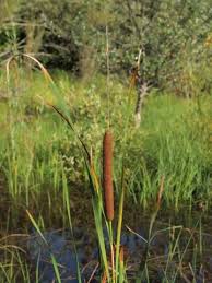 Attēlu rezultāti vaicājumam “Typha angustifolia”